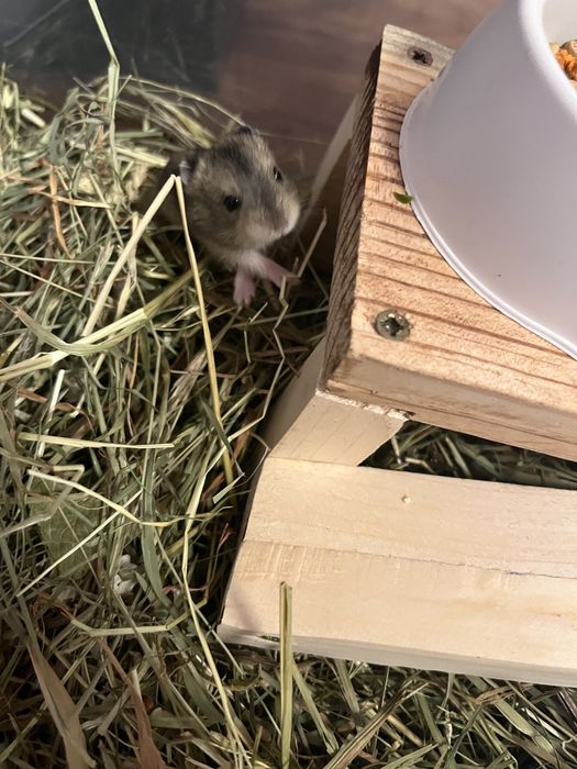 Hamster pitic de vanzare!