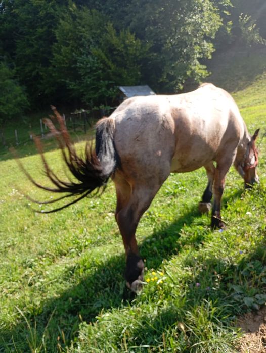 Vand cal de 4 ani , blând  tras , inclus în preț un straif (căruță )