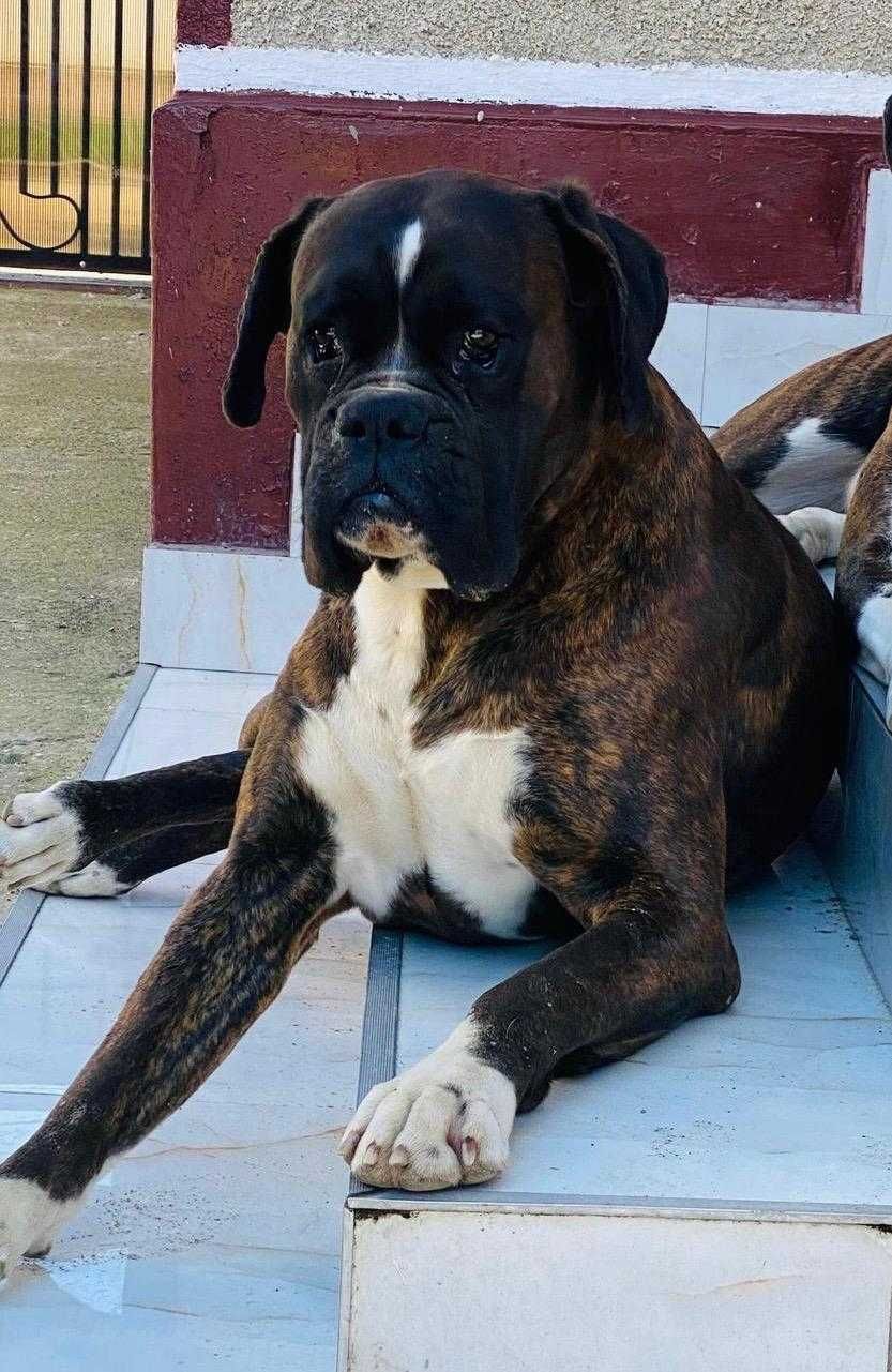 Boxer     German