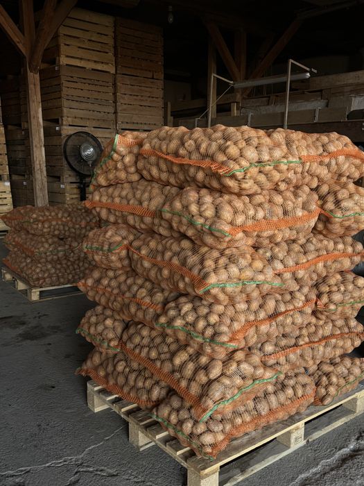 Cartofi consum Bellarosa/Marabel 50+ / 60+