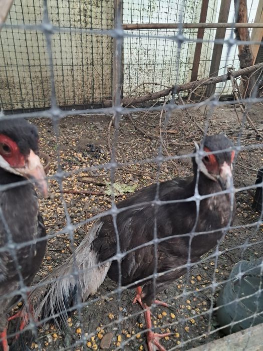 Fazani exotici pasari