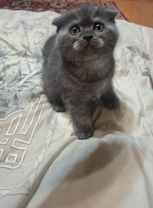 Продается котята фолд