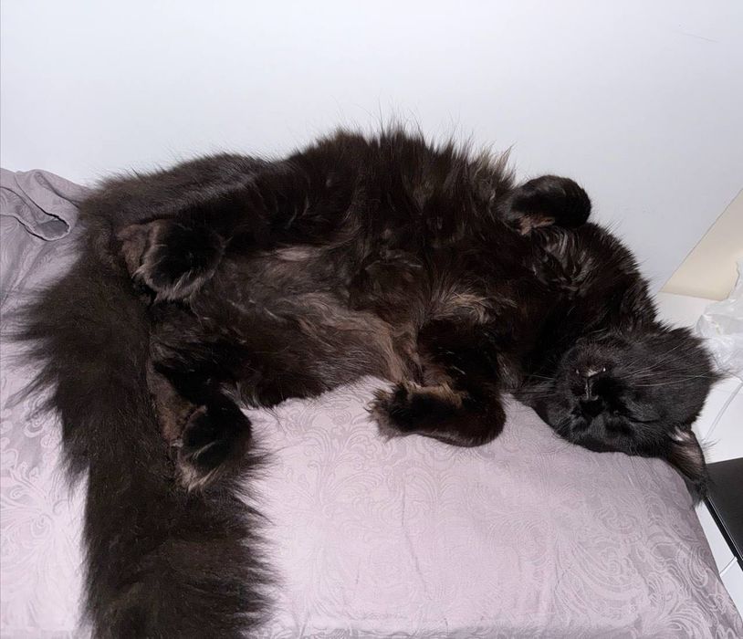 Ще подаря Мейн Куун.