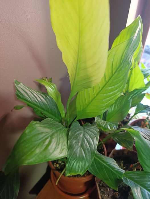 Тоза хаво берувчи гуллар