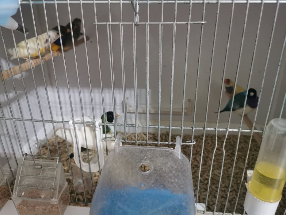 Vând Gould amandine