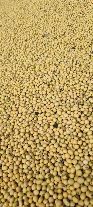 Soia productie 2025 2,5 ron kg