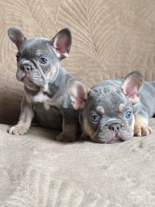 Малыши французики