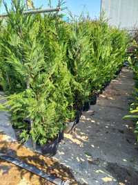 Leylandii plante ornamentale