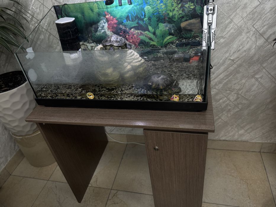 Продам красноухих черепах