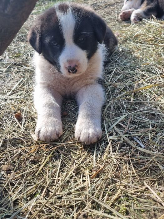 Blanosi 3 luni  cauta casuta permanentata