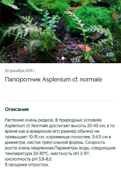 Папоротник в аквариум