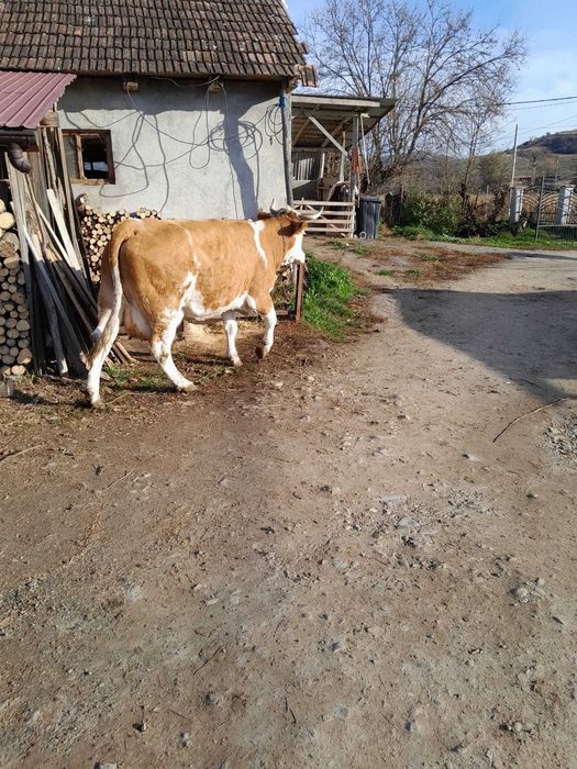 Vând vacă cu vițel