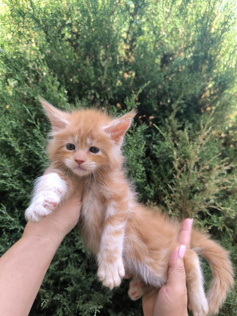 Котята породы мейн-кун