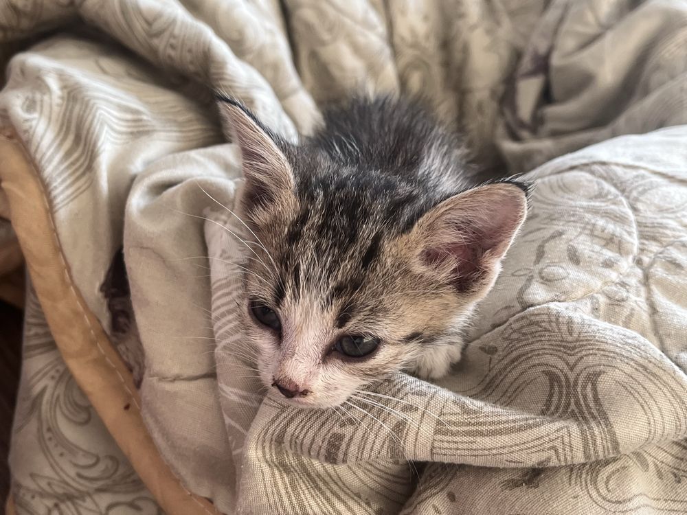Кошка в добрые руки