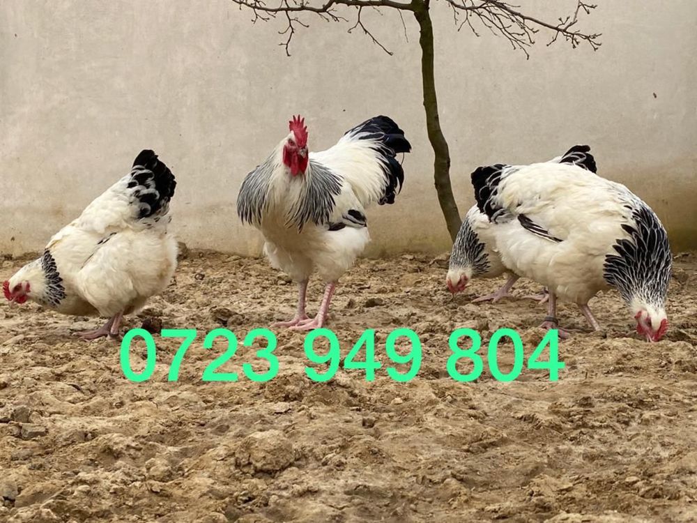 Oua incubat + pui Plymouth Brahma Australorp Jersey Marans Italiene