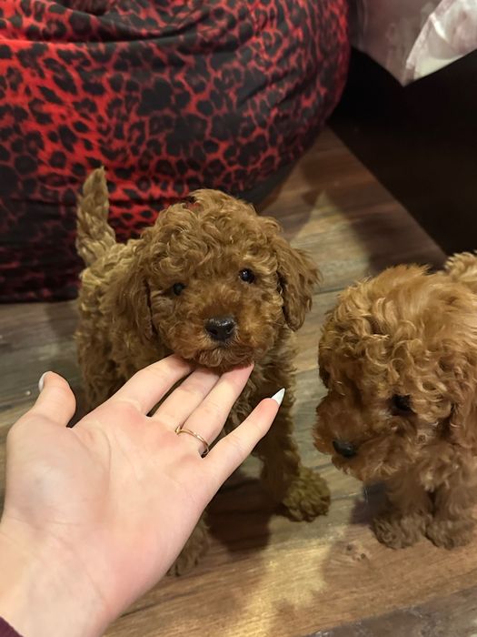 Пудел той пудели