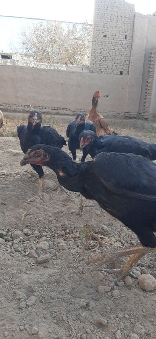 Dakan tovuqlari.Zoti aniq