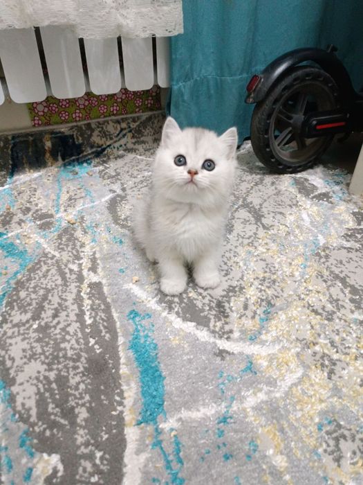 Продаётся британский котёнок мальчик