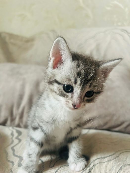 Отдам котят в хорошие руки