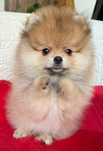 Pomeranian, pedigree FCI/ACHR