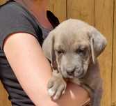 Mascul cane corso