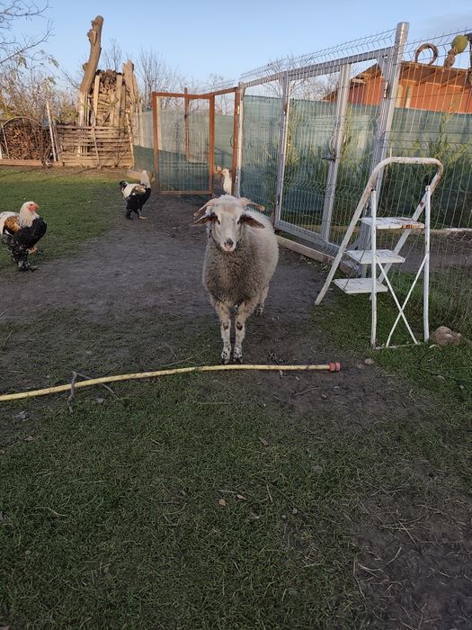 Vând mieluță sau schimb cu berbecuț