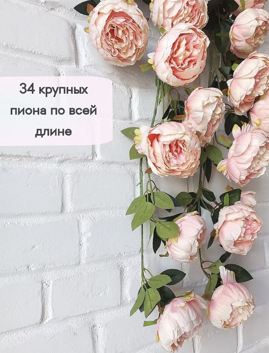 Шикарные  пионы лиана