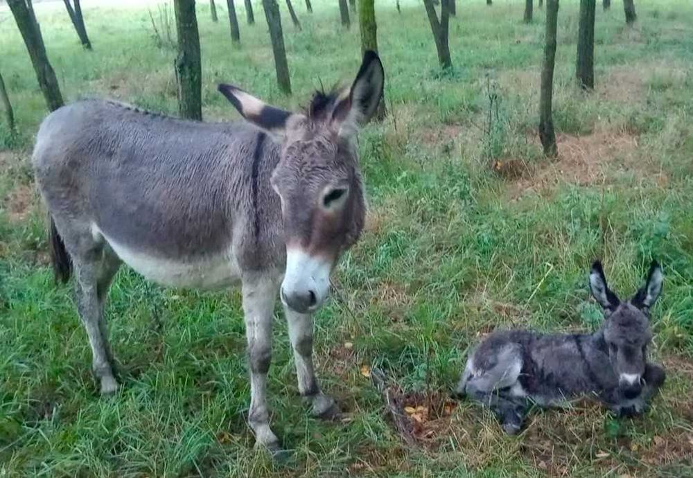 Vand magarita la prima fatare cu pui fetita