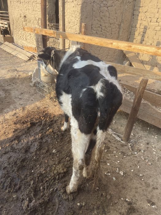 Кашар быр туган бойдак