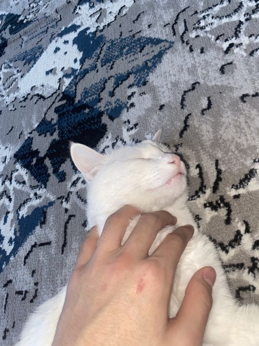 Турецкая ангора белая пушистая