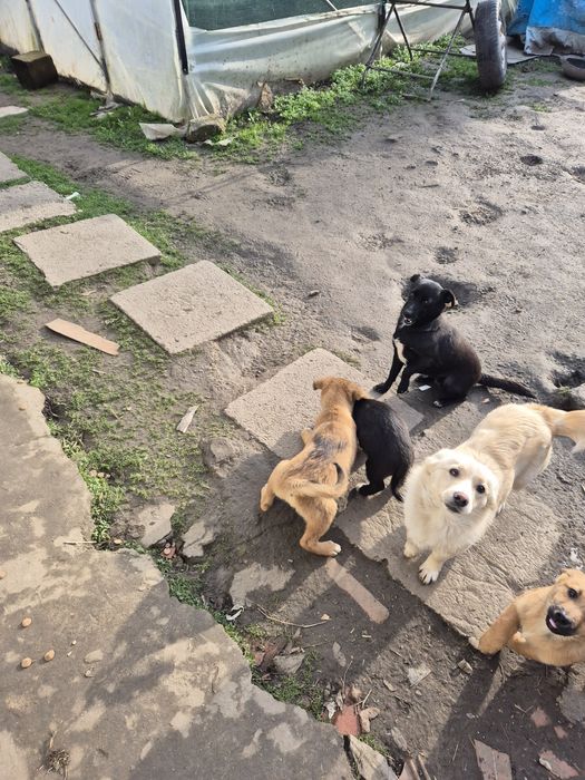 Donez cățeluși talie mica