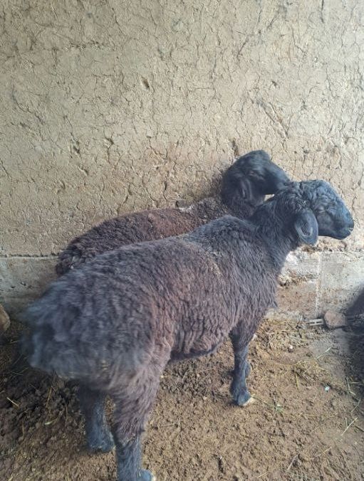 Кушкор сотилад суйишгахам бераман 135000 нахтга