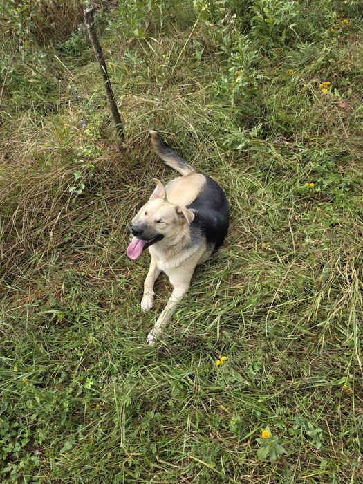 Donez cățel jucaus