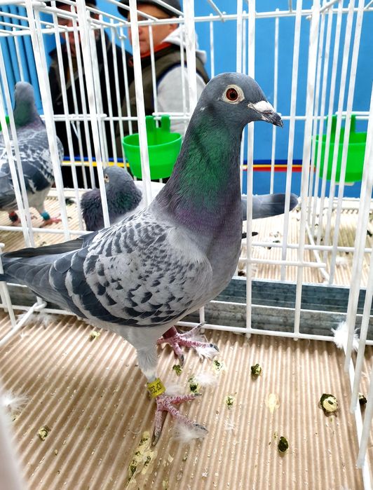 Porumbei ! Pui frați cu porumbeii participanți în expo UCPR