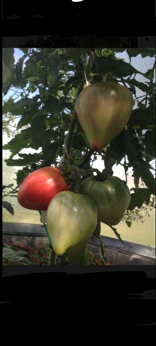 Продам семена томатов