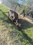 Vând vaca tanara la al 3 lea vițel