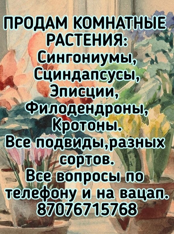 Комнатные растения.