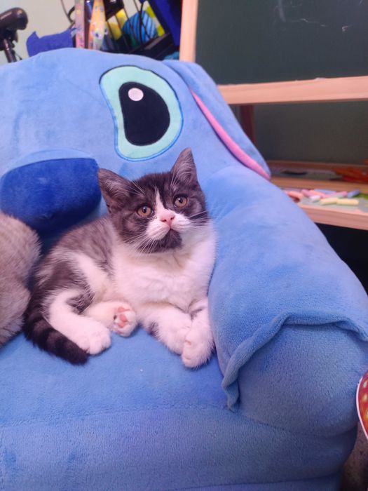 Продаются котята