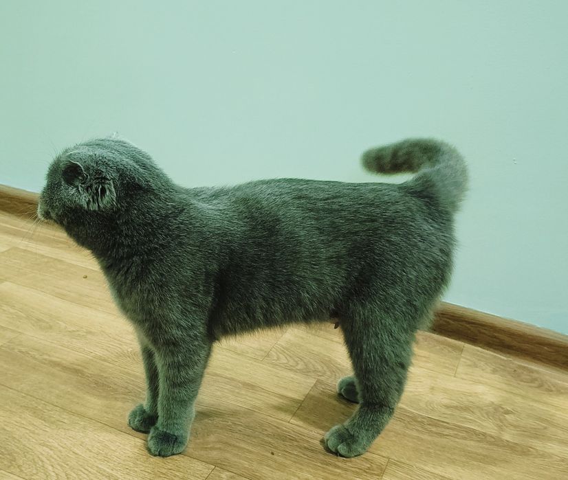 Продаются 1,5 месячные котят шотландской породы. Белая.