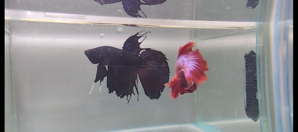 Pesti Betta Splendens Halfmoon Samurai Combtail Acvariu Masculi Femele