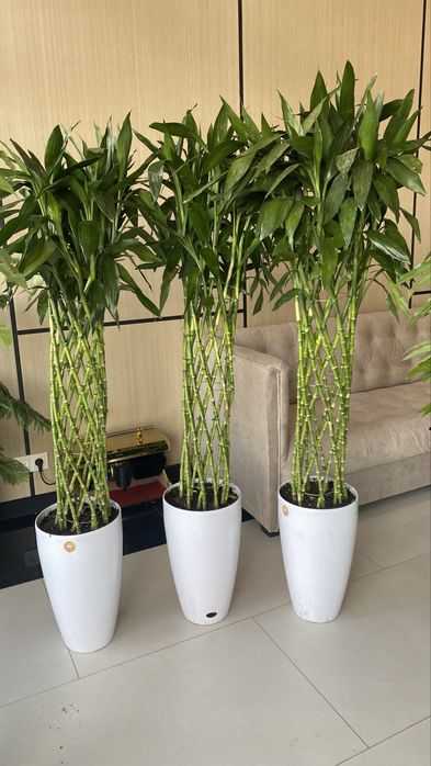 Оптом Офисные цветы, Хона гуллар Оптом, Ofis Gullari