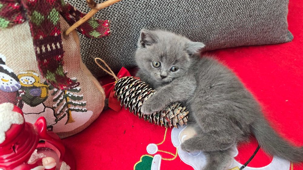 Британски късокосмести котета