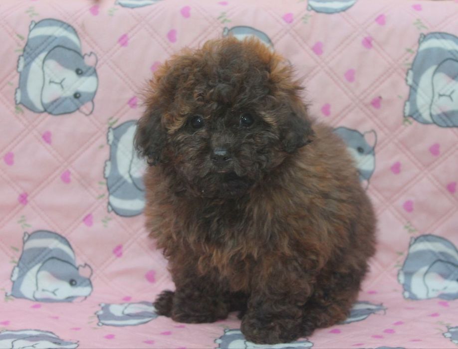 Щенок мальтипу F1, мальчик, темный шоколад