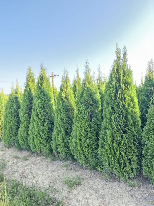 Tuia smaragd ( thuja ) calitate extra