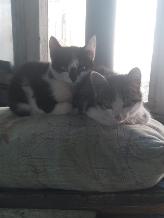 Отдам котят в добрые руки