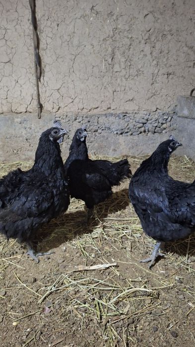 Uxeyleyyul tovuqlari sotiladi