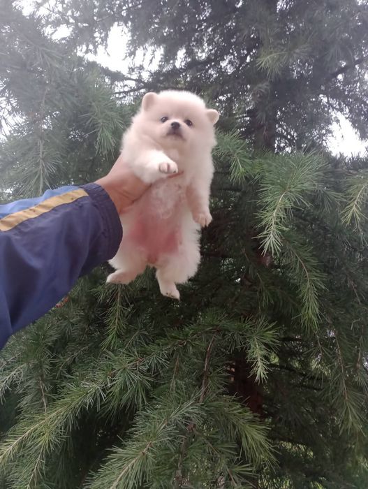 Бели Померани !!