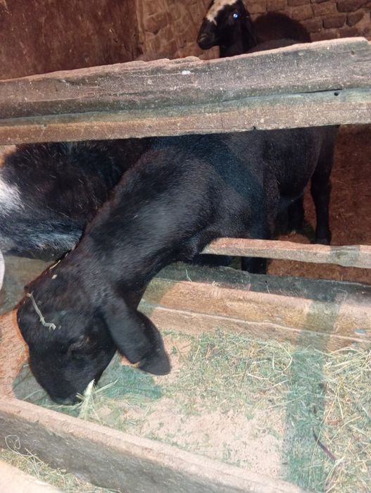 3 ta qochqor sotiladi