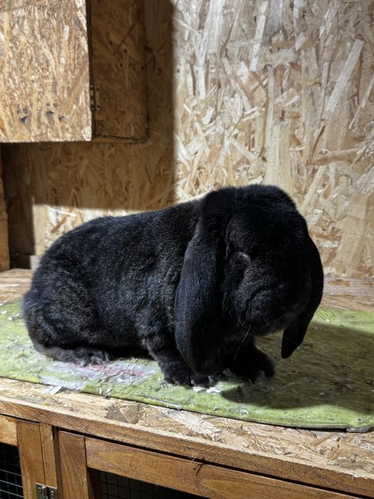 Mascul berbec german