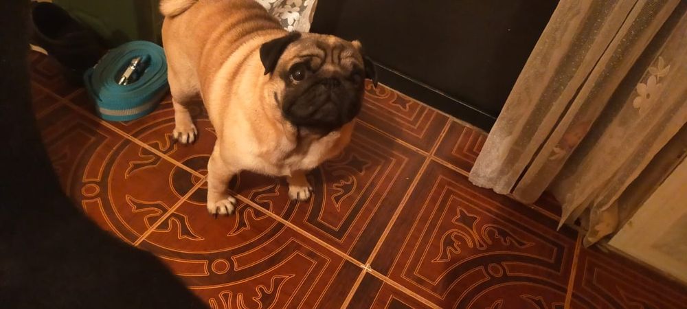 Продам мопса кобель полтора года красавчик